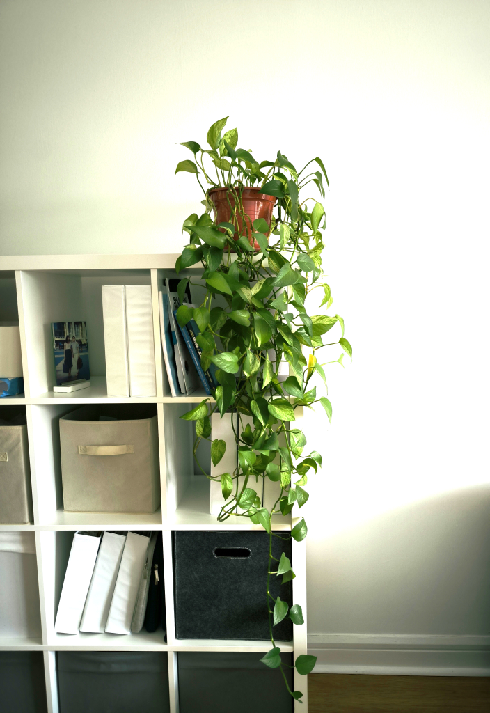 ❤️Pothos plant - Mature, Lush, Vine thumbnail