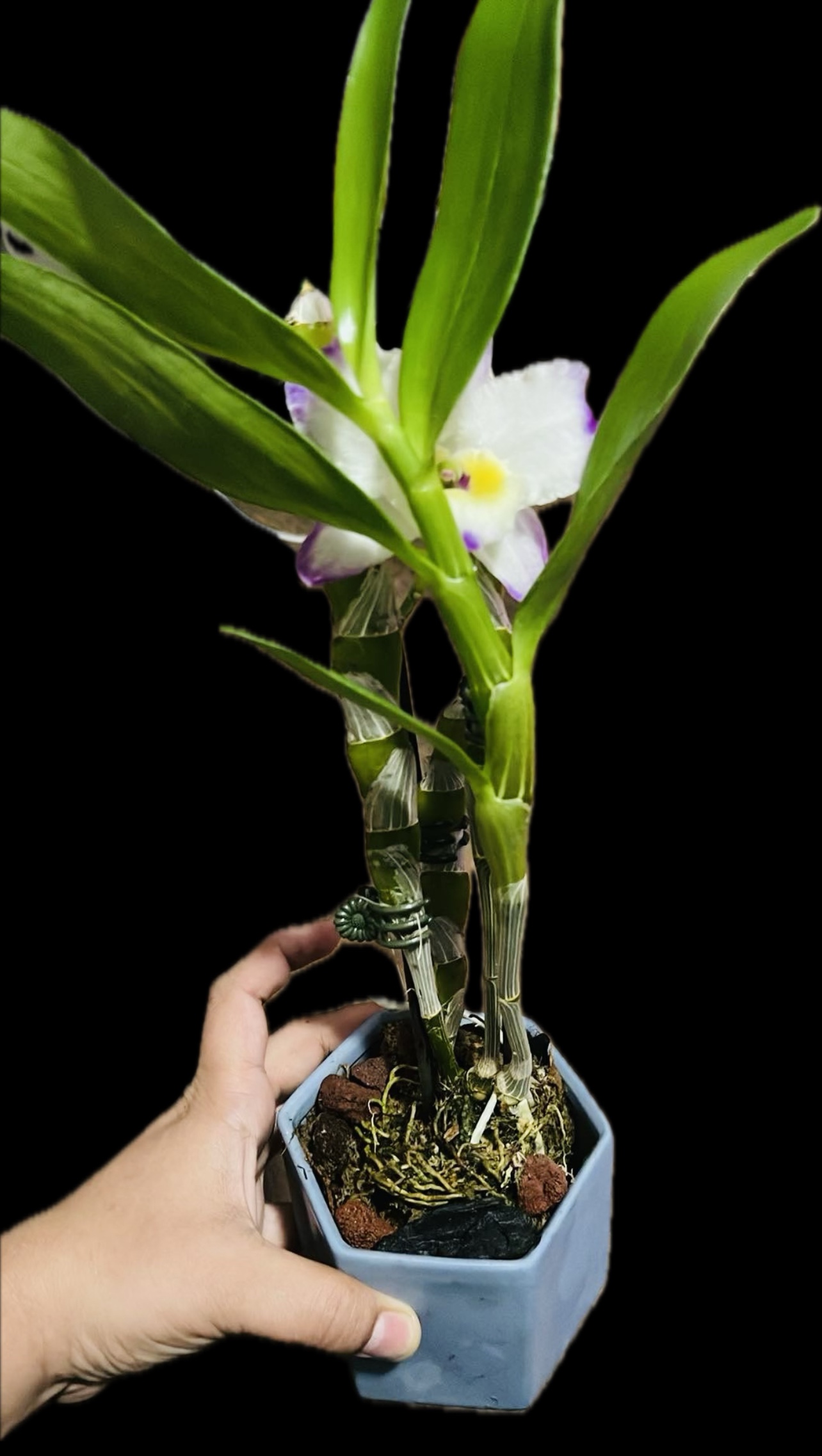 Dendrobium Orchid thumbnail