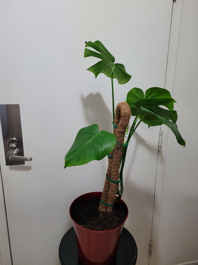 🧡 Monstera Deliciosa image indicator(3)