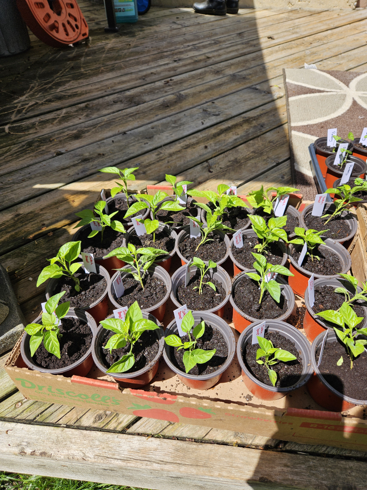 Scotch Bonnet Seedlings thumbnail