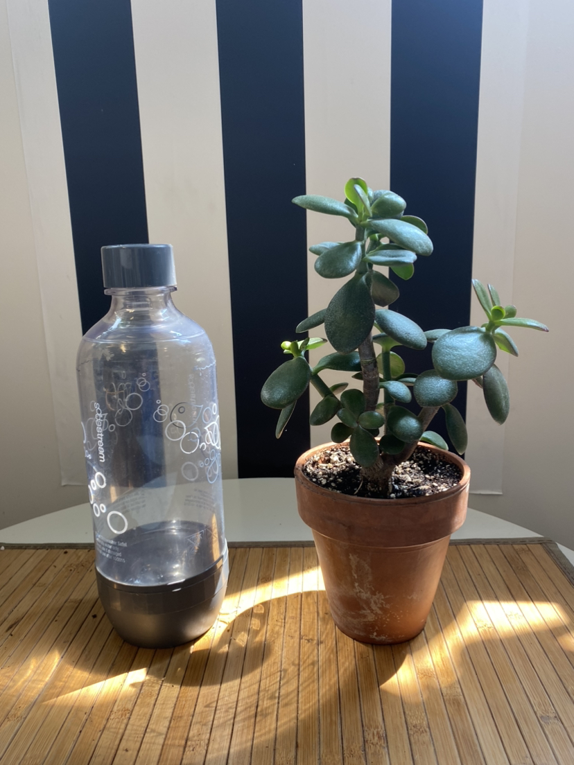 Jade Plant image indicator(3)