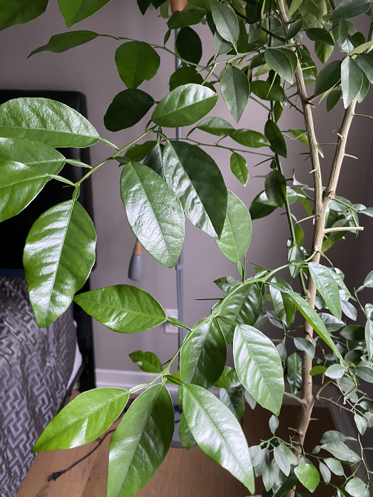 Organic Lime tree. image indicator(2)