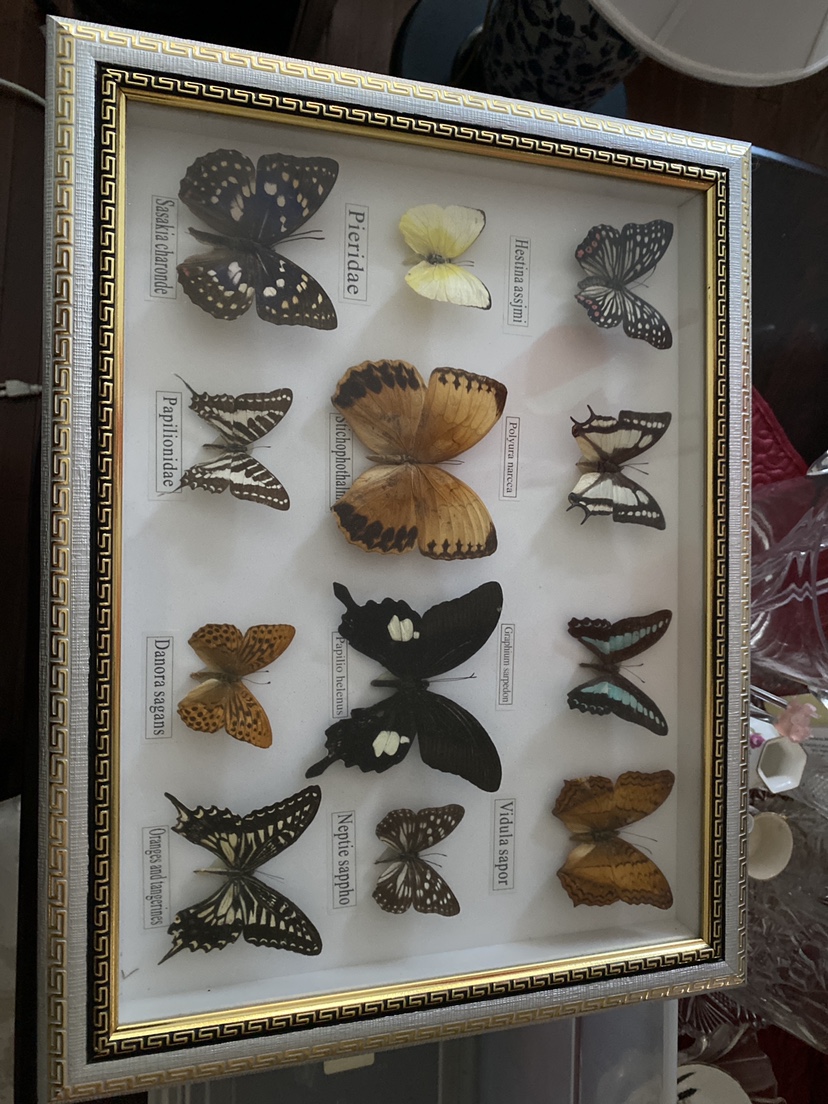 Butterfly shadow box display thumbnail