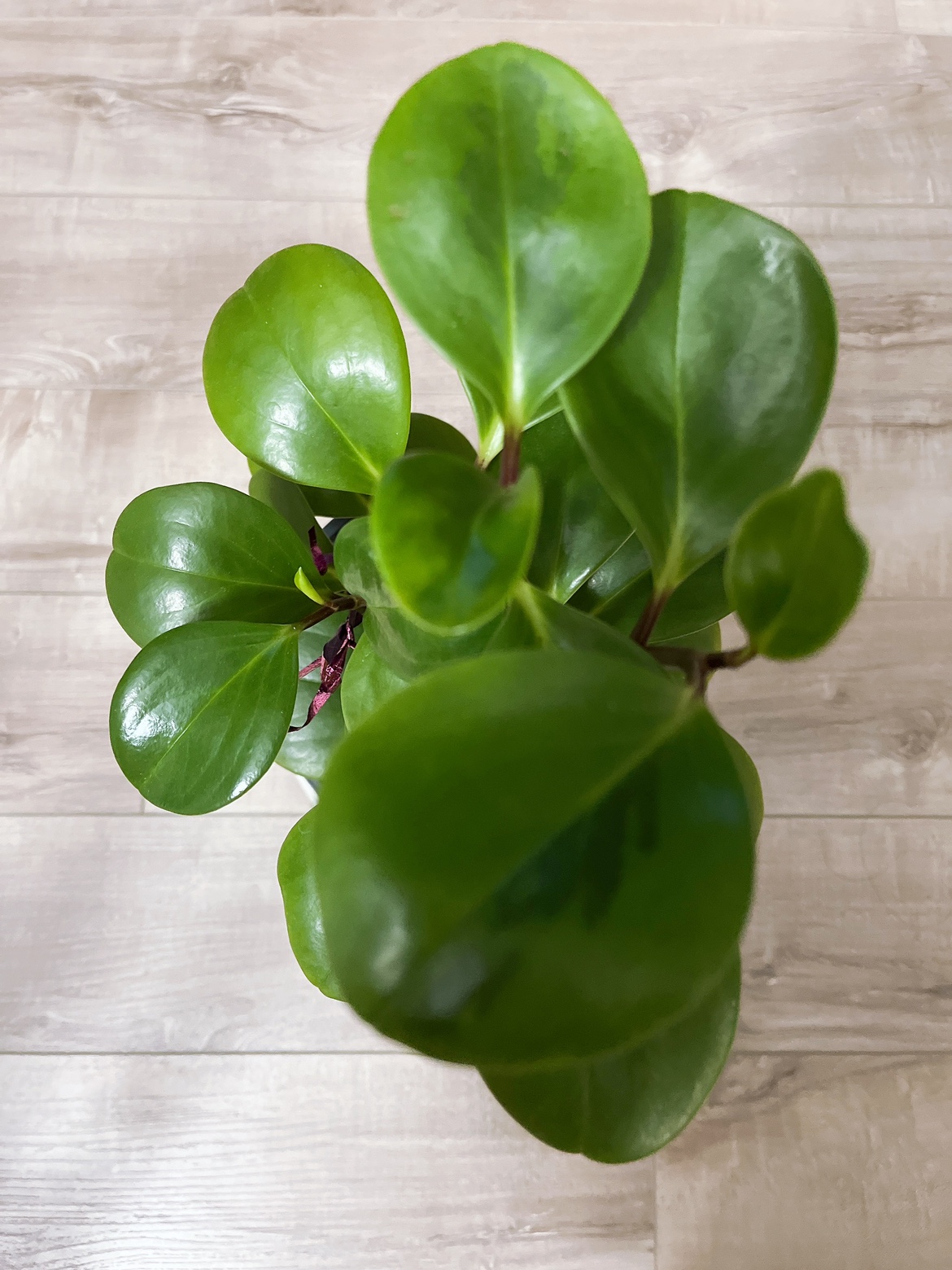 Plant - photo 2