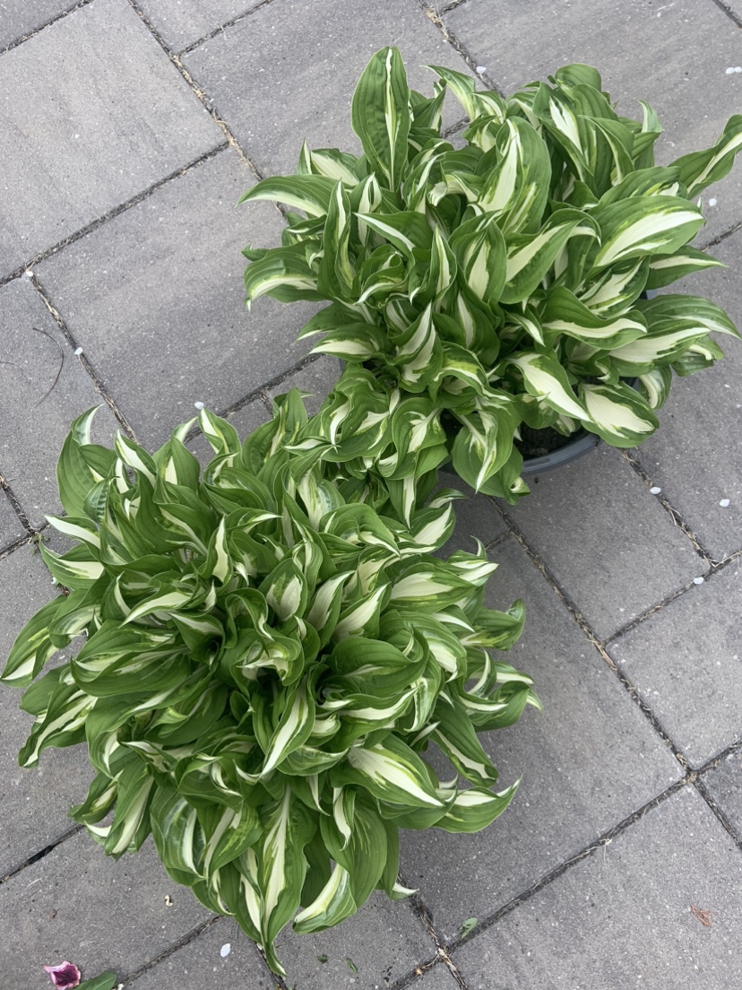 Hosta image indicator(2)