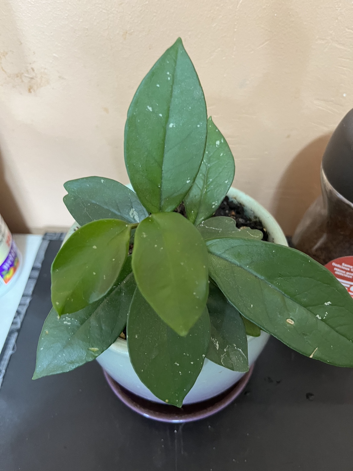 ZZ Plant, Syngonium, Hoya (Sold) & Haworthia image indicator(2)