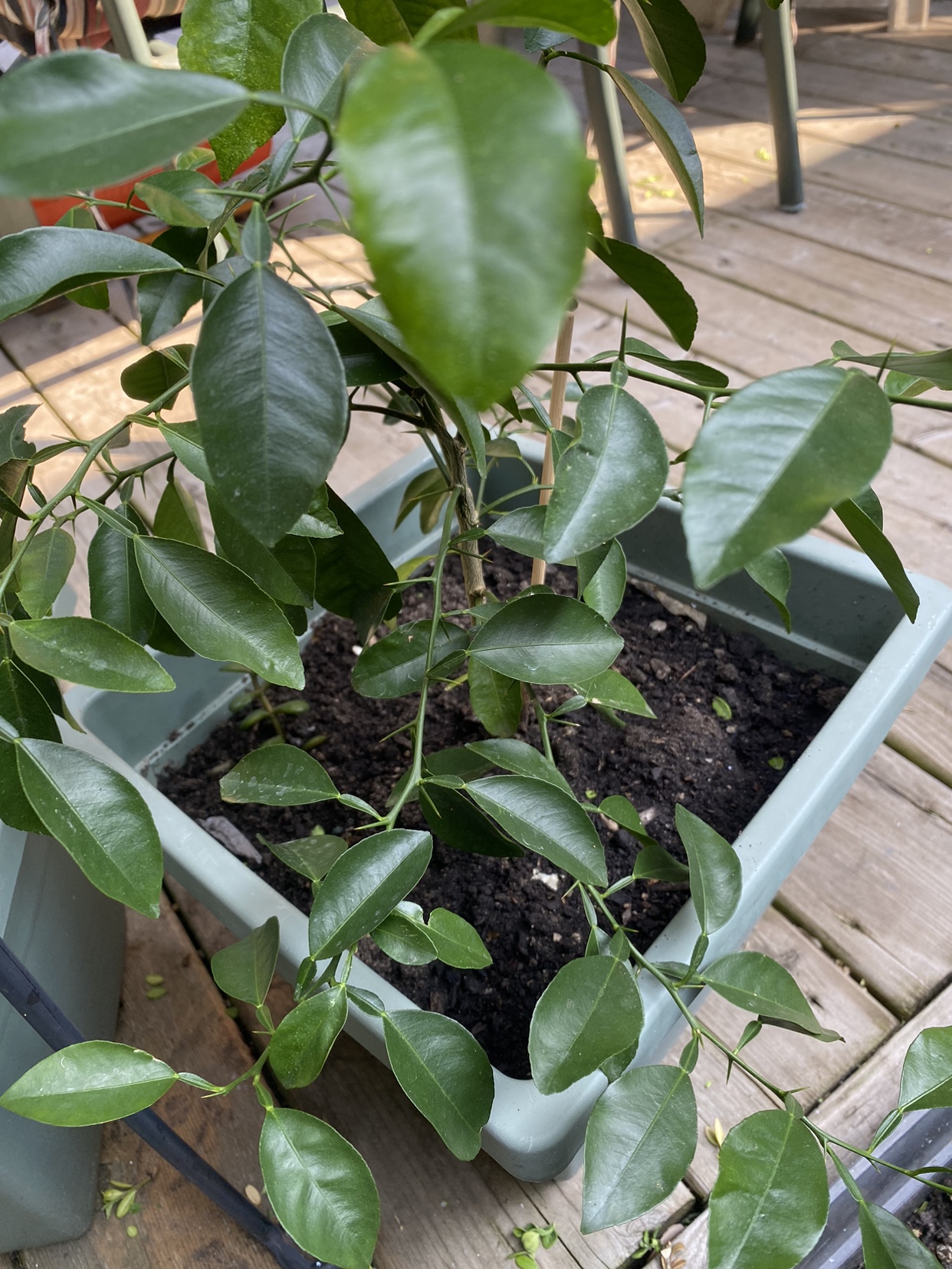 Organic Lime tree. image indicator(8)