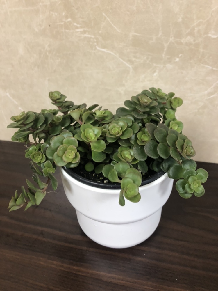 Small plant with cover pot thumbnail