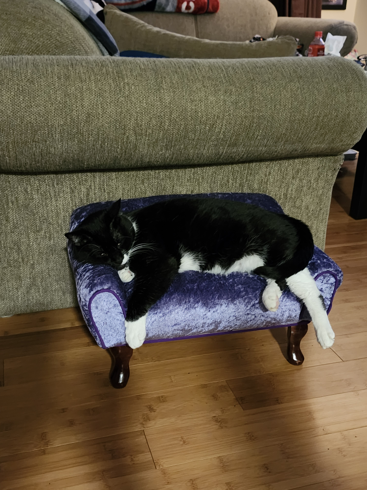 cat couch - photo 4
