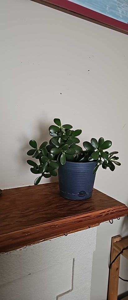 Jade Plant 🥕
