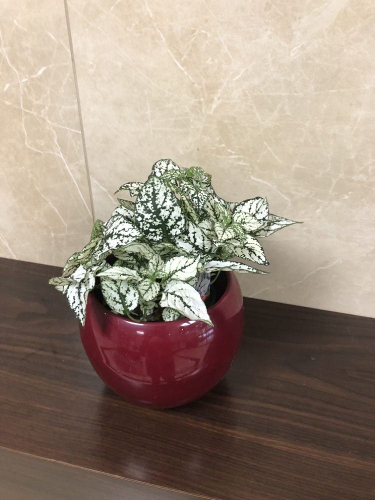 Polkadot plant with cover pot thumbnail