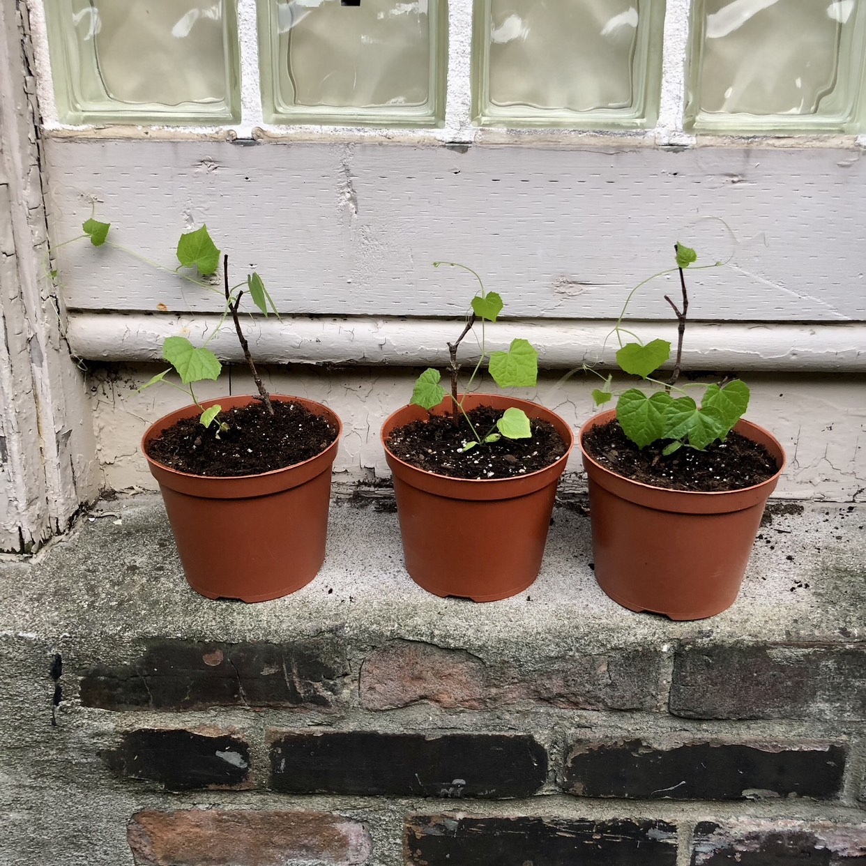 Cucamelon seedlings (open to trades)