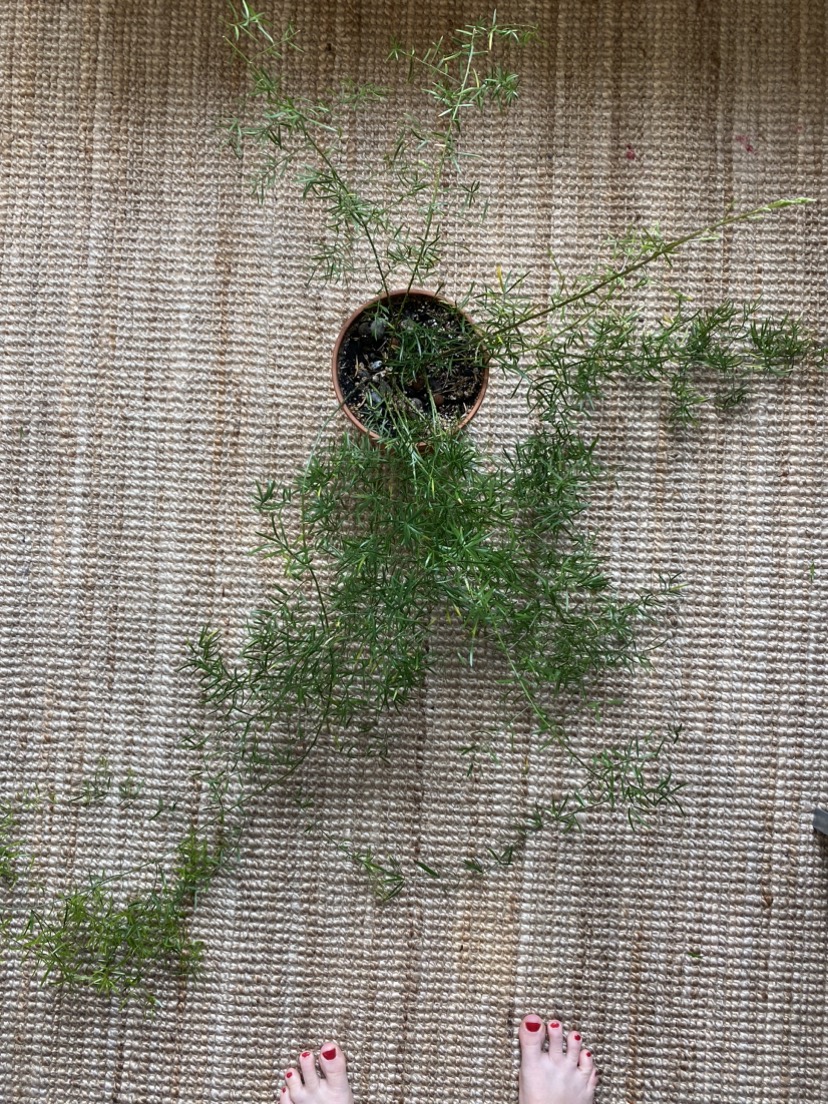 Asparagus Fern image indicator(3)