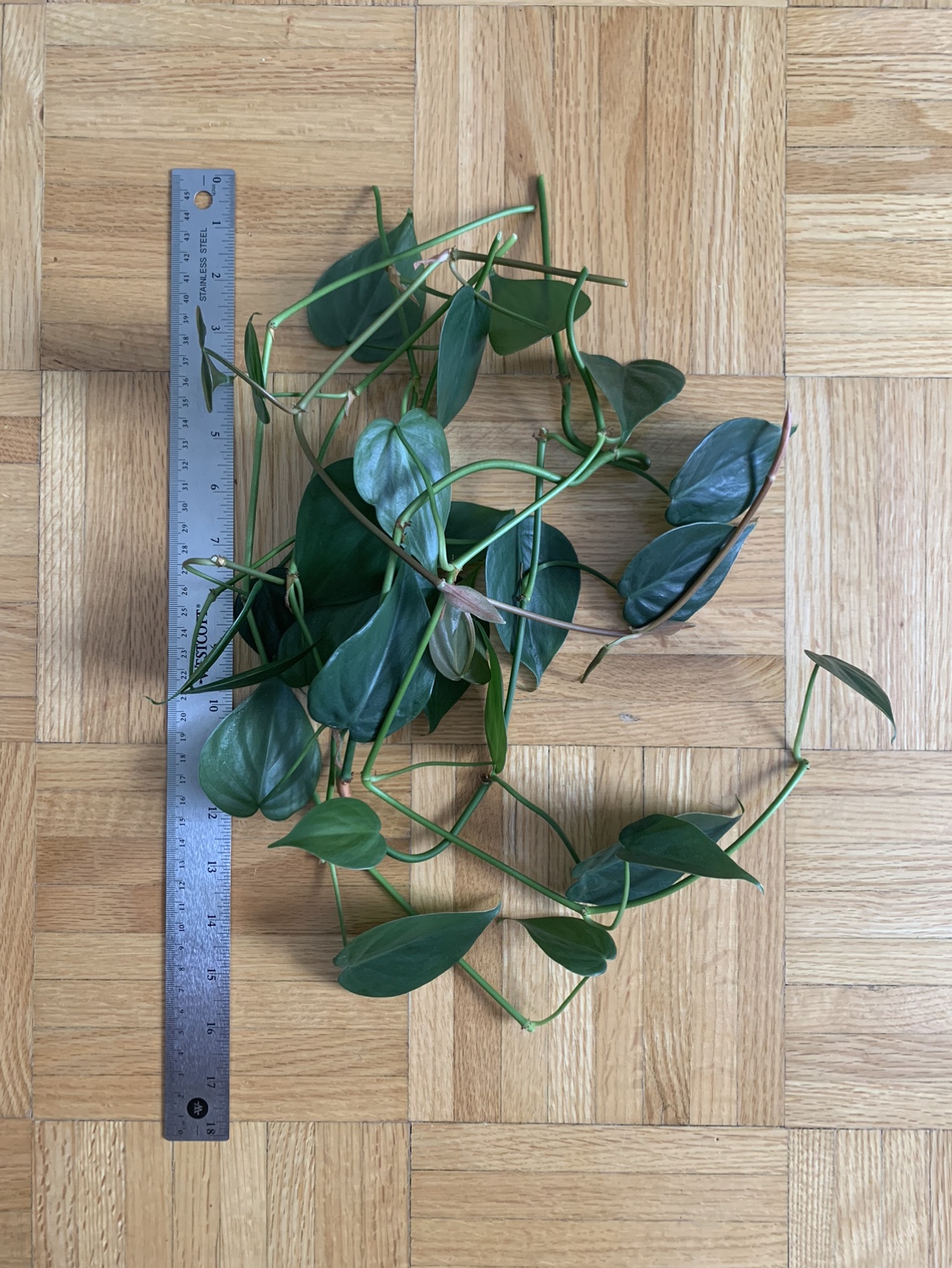 Philodendron Cuttings #freecycle thumbnail
