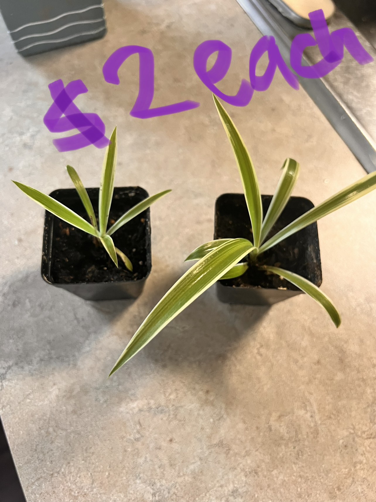 Plants - photo 2