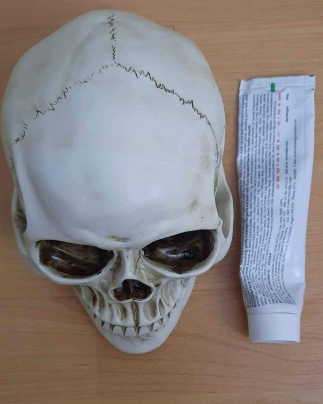 Skull model - for decor, Halloween etc.