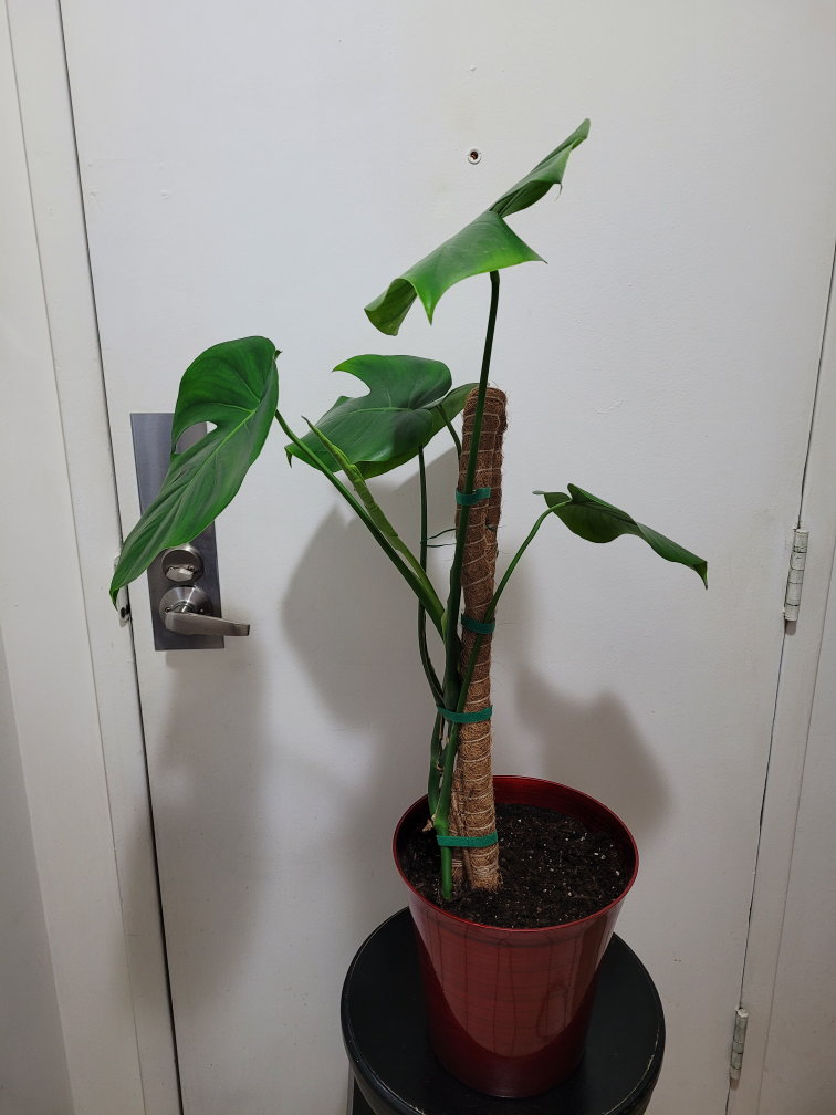 🧡 Monstera Deliciosa image indicator(2)