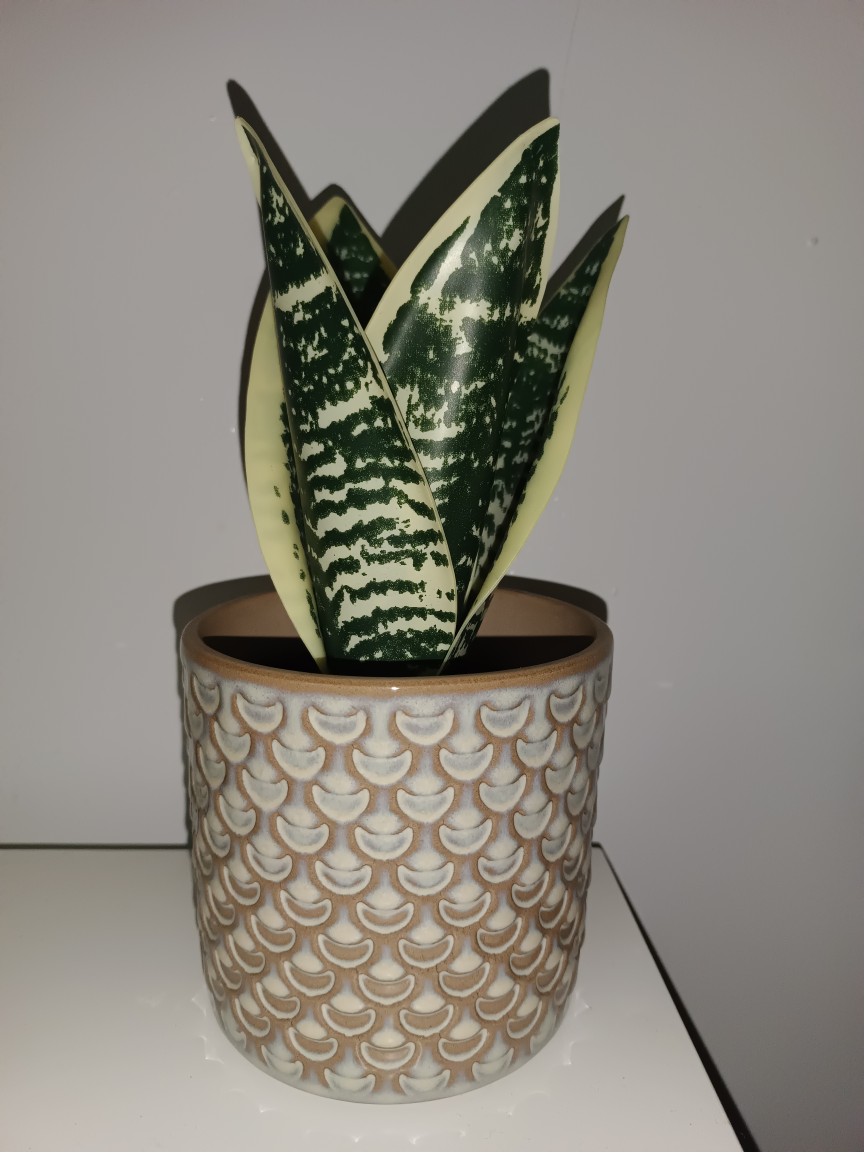 Artificial Plants, Pots from Ikea, all for $10