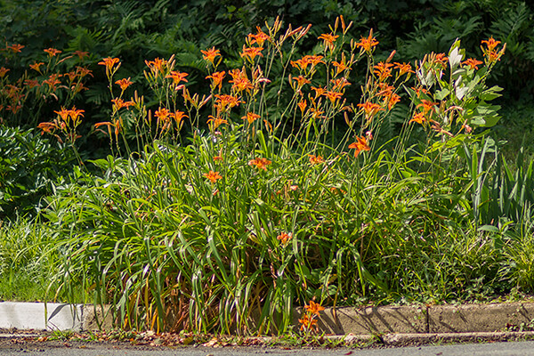 potted Tiger Lillies ($3 each pot)