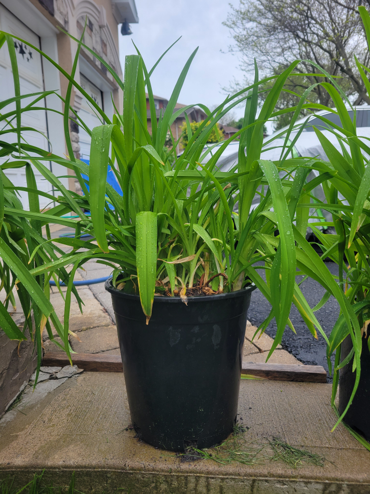 potted Tiger Lillies ($3 each pot) - photo 2