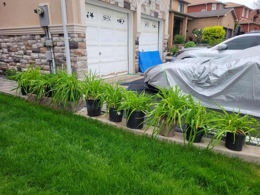 potted Tiger Lillies ($3 each pot) - photo 4