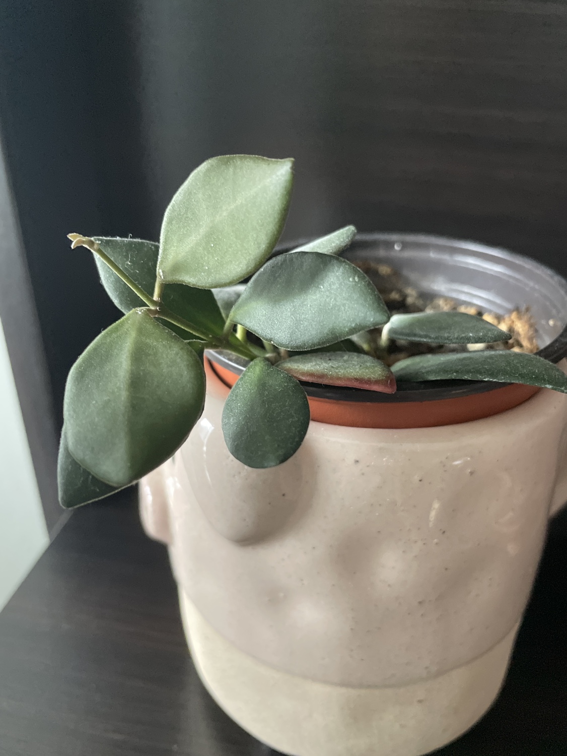 hoya plant