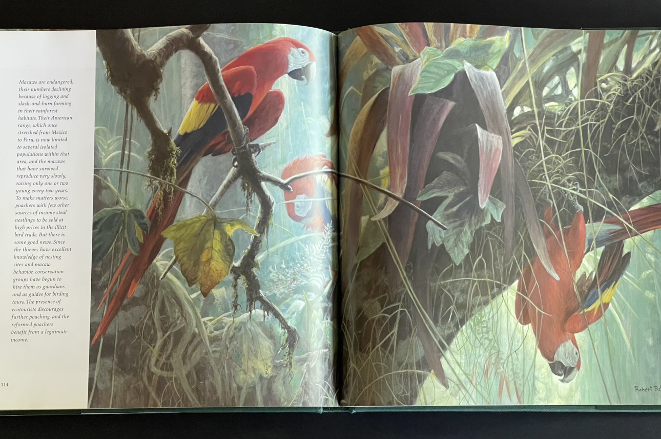 Beautifully illustrated BIRDS book by Robert Bateman - photo 4