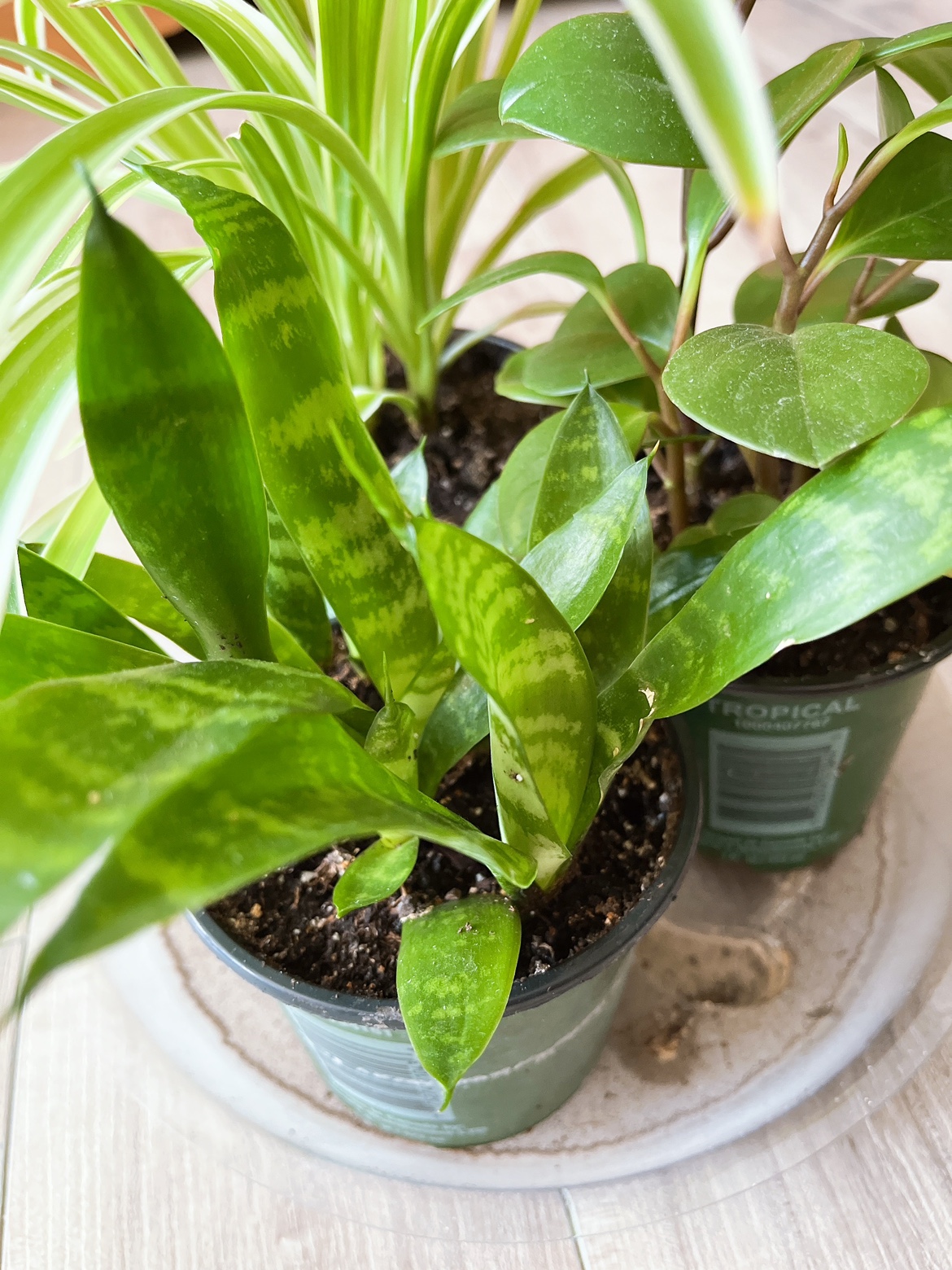 Plants - photo 3