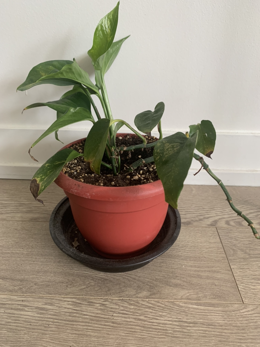 🧡 free potted plant thumbnail