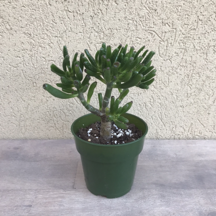 Gollum jade plant thumbnail