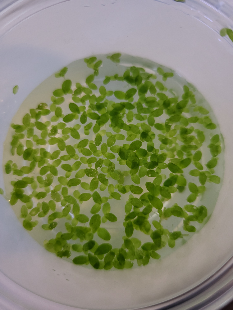Floating plant - Lemna minor thumbnail