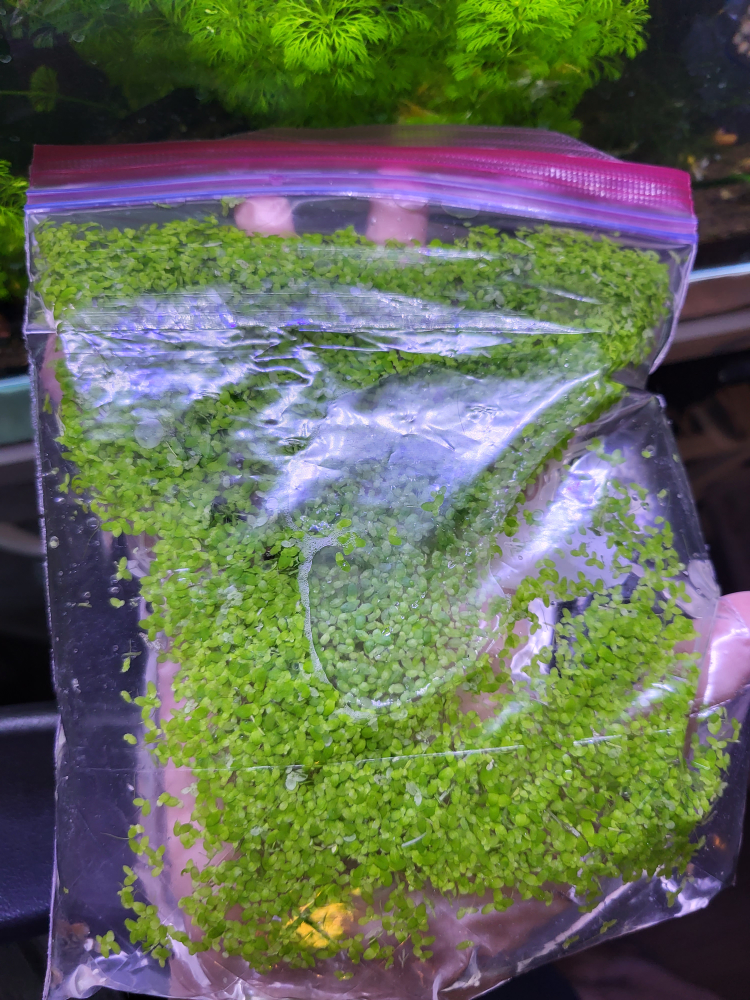 Floating plant - Lemna minor - photo 2