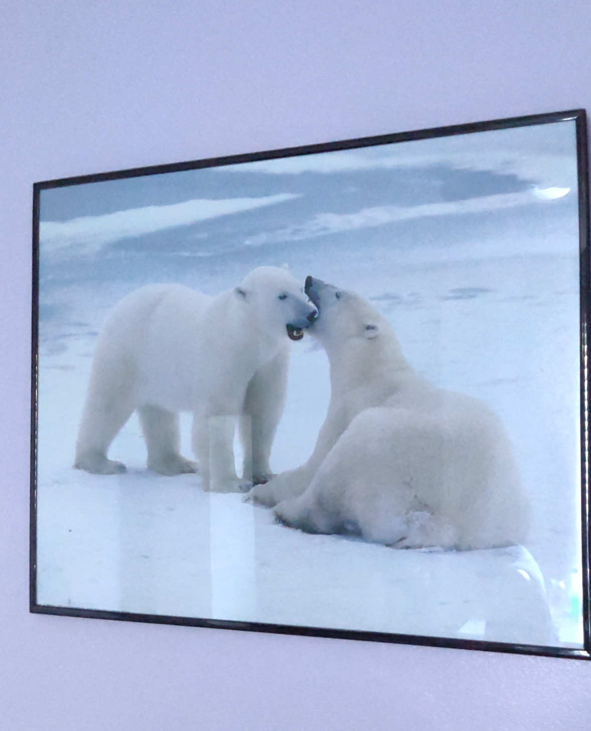Polar Bear Picture with frame