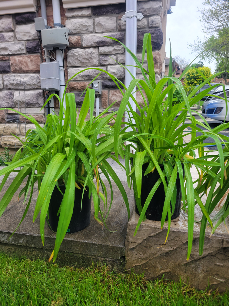 potted Tiger Lillies ($3 each pot) - photo 3