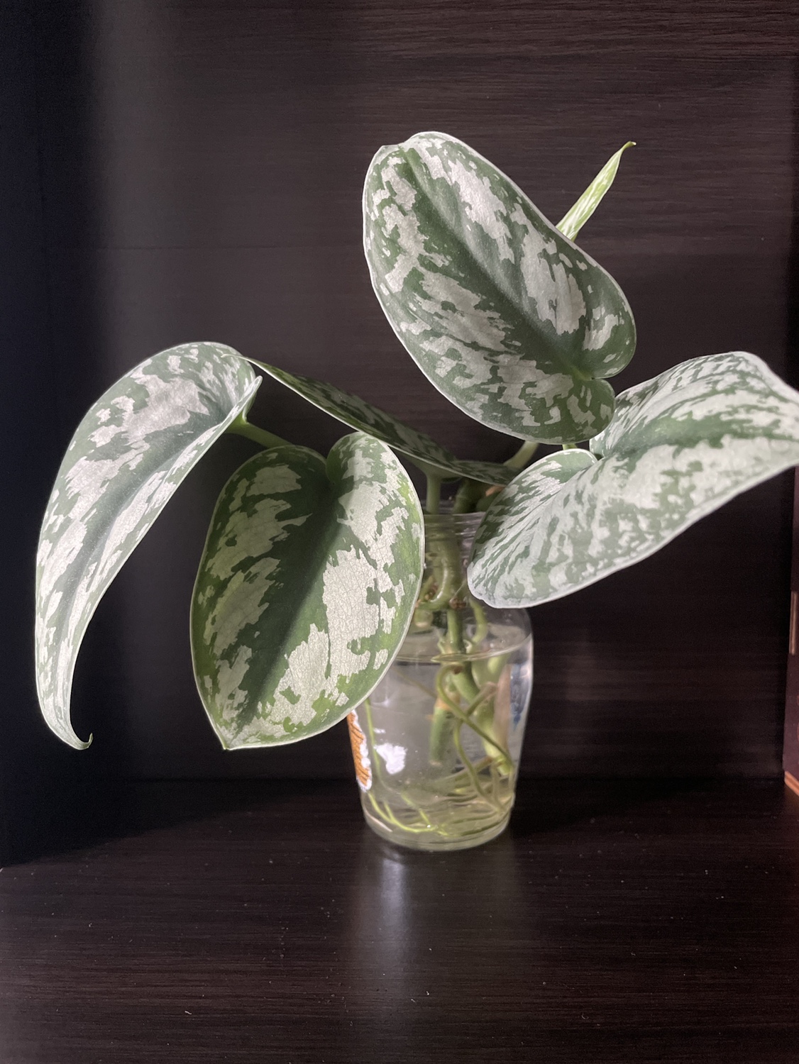 pothos cuttings (free with other purchases)