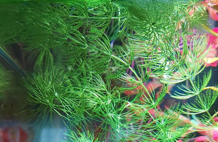 Hornwort Aquarium Plant image indicator(5)
