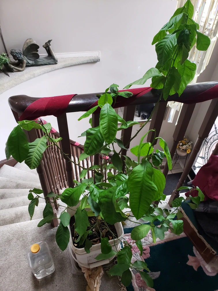 Plants Trees- Lemon Lime Trees image indicator(2)