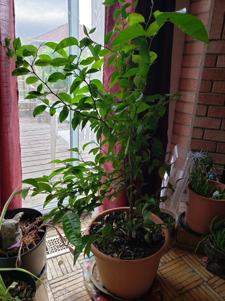 Plants Trees- Lemon Lime Trees image indicator(3)