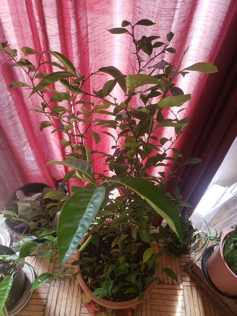 Plants Trees- Lemon Lime Trees image indicator(4)