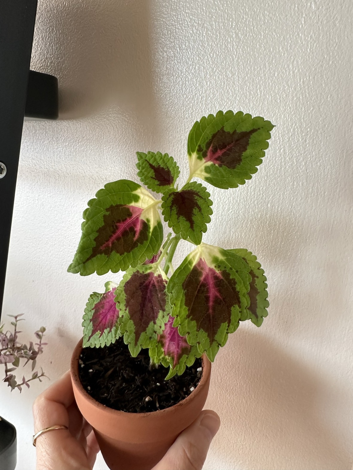 Baby Colues plant - photo 3