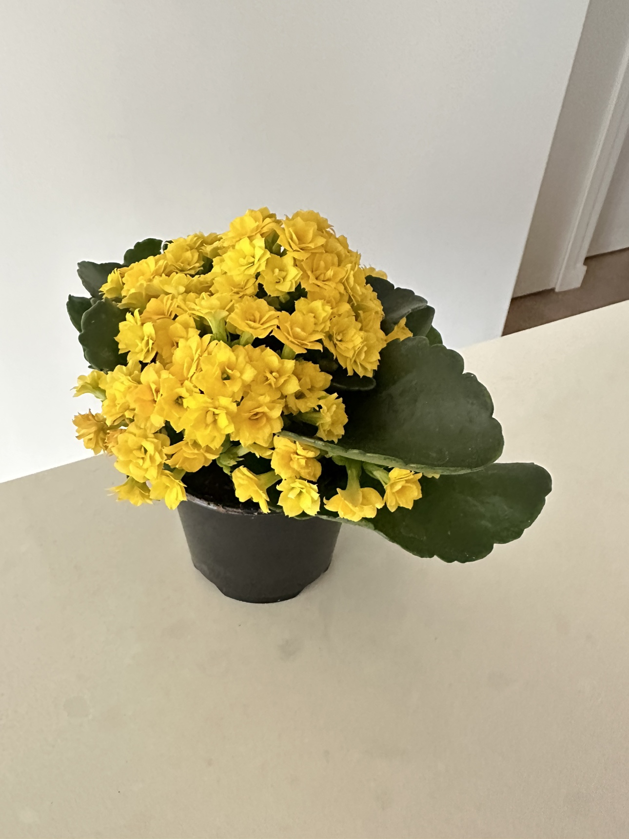 Flower kalanchoe #freecycle thumbnail