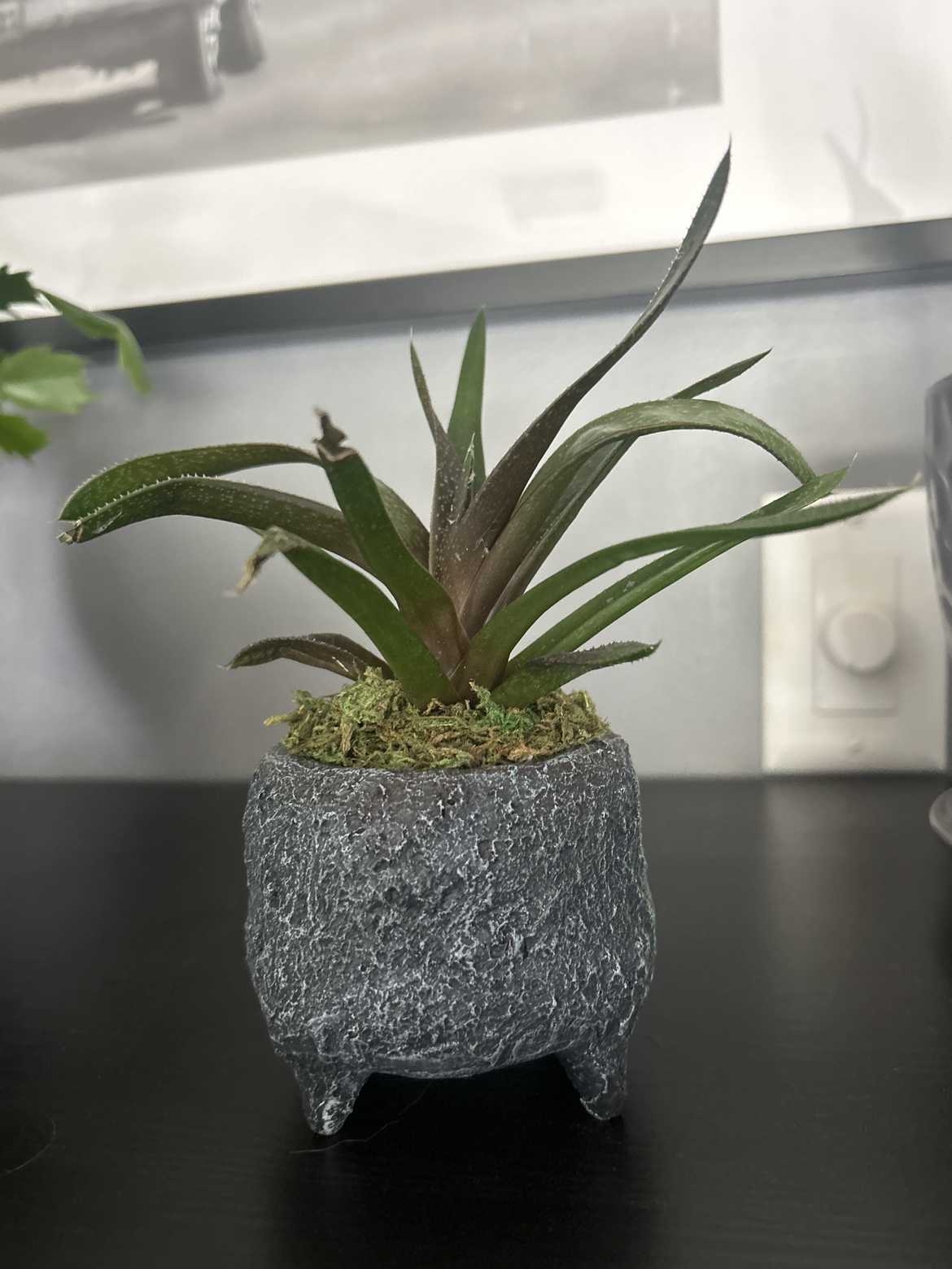 Plant #freecycle - photo 3