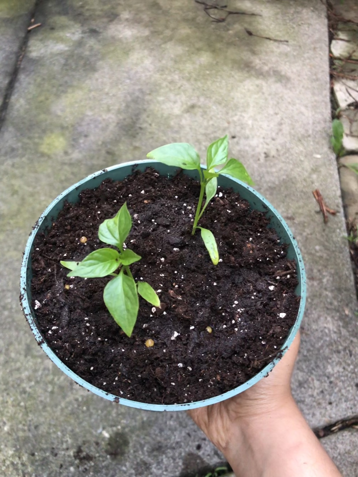 Jimmy Nardello sweet red pepper seedlings (open to trades) 🧡 image indicator(2)