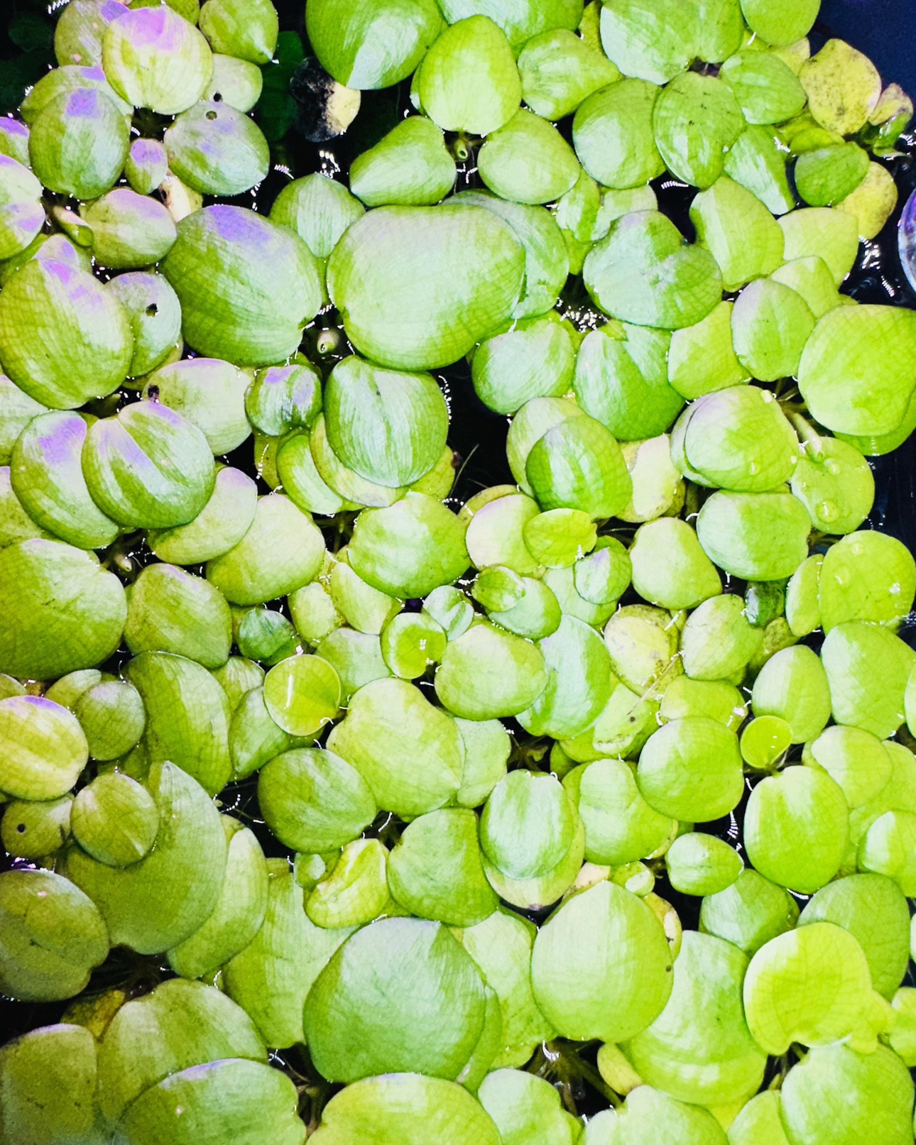 Frogbit - Aquarium Plant