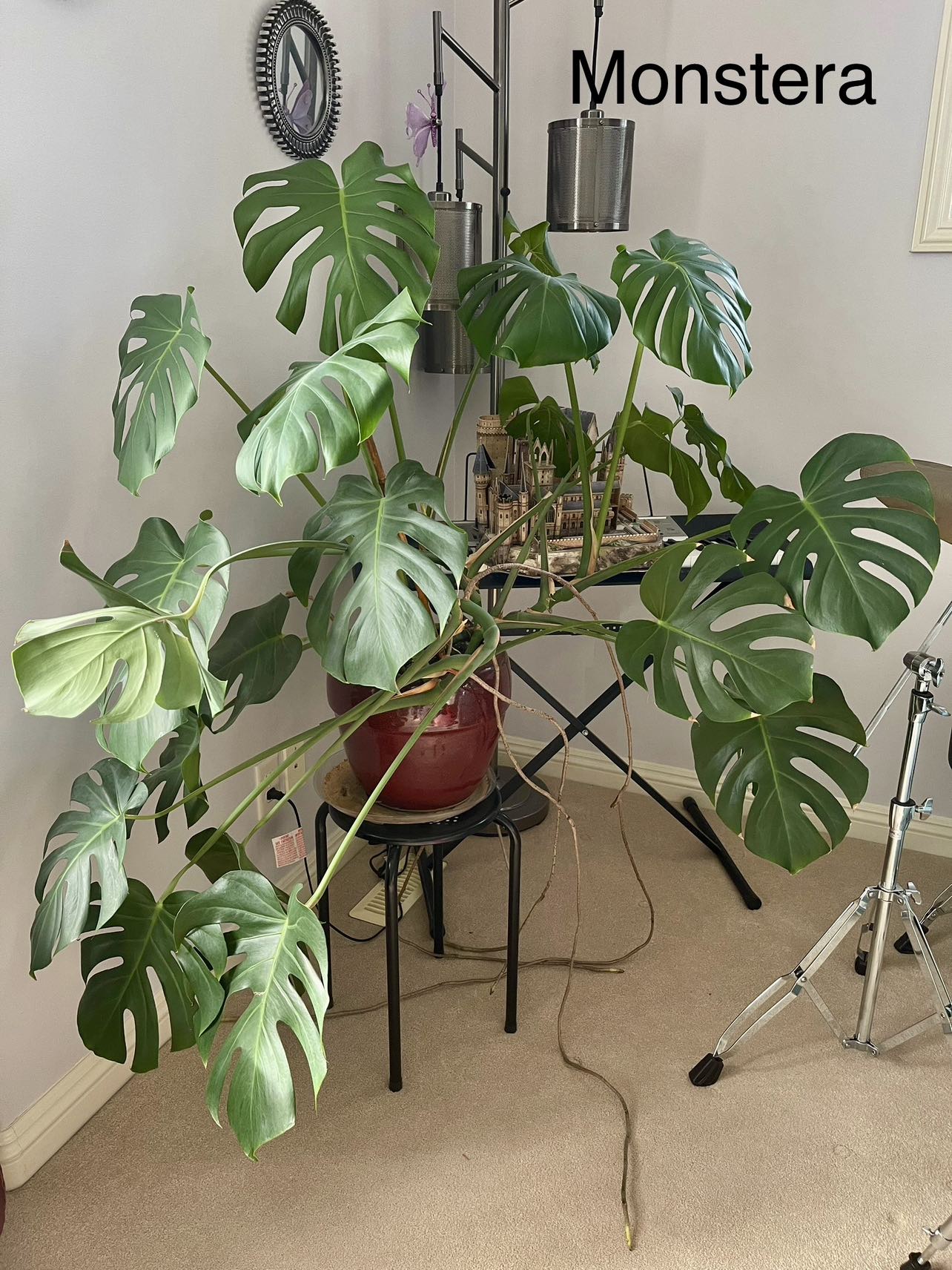 Monstera with stand and tray