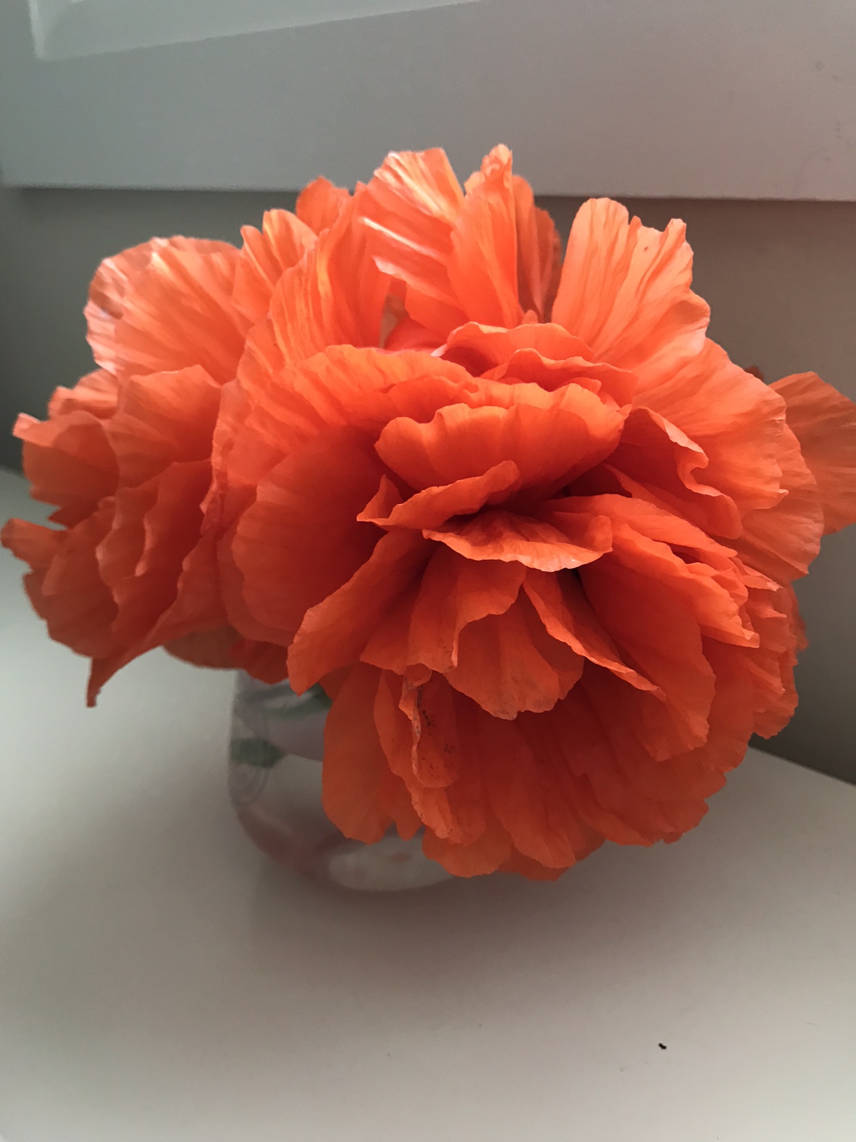 Decorative Poppy Flower Plant (orange) thumbnail