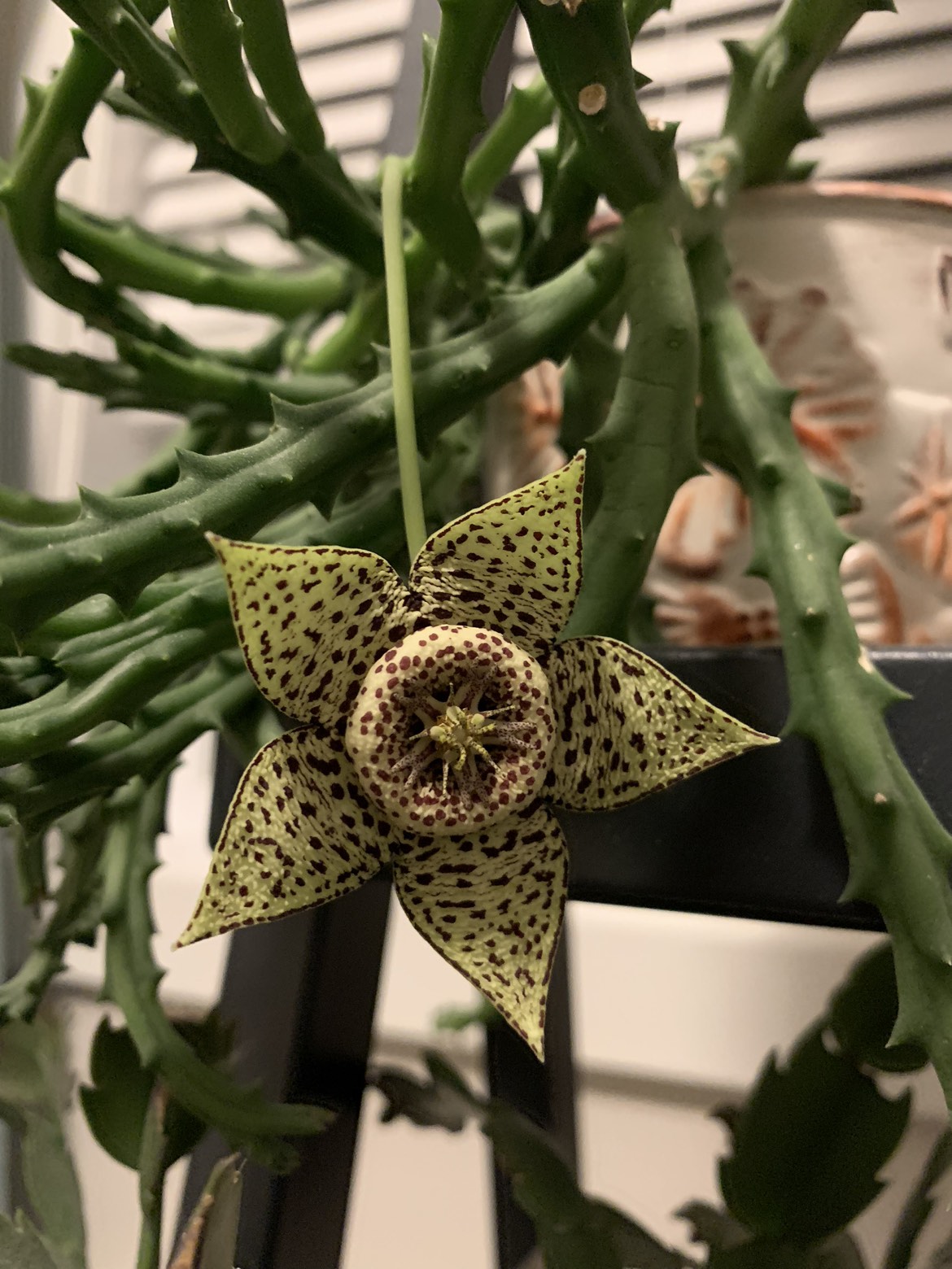 Baby succulent image indicator(3)