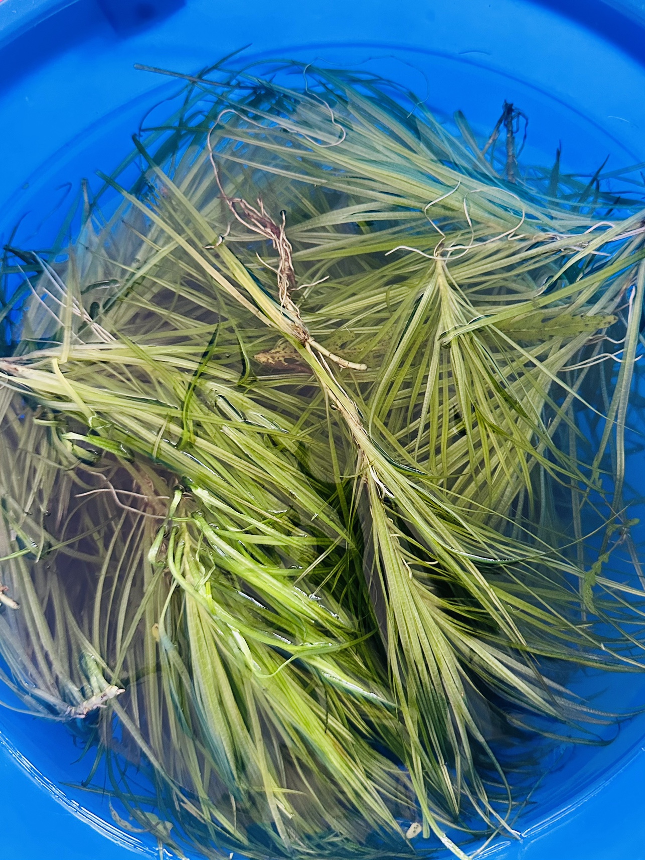 Blyxa Japonica - Aquarium Plants #freecycle