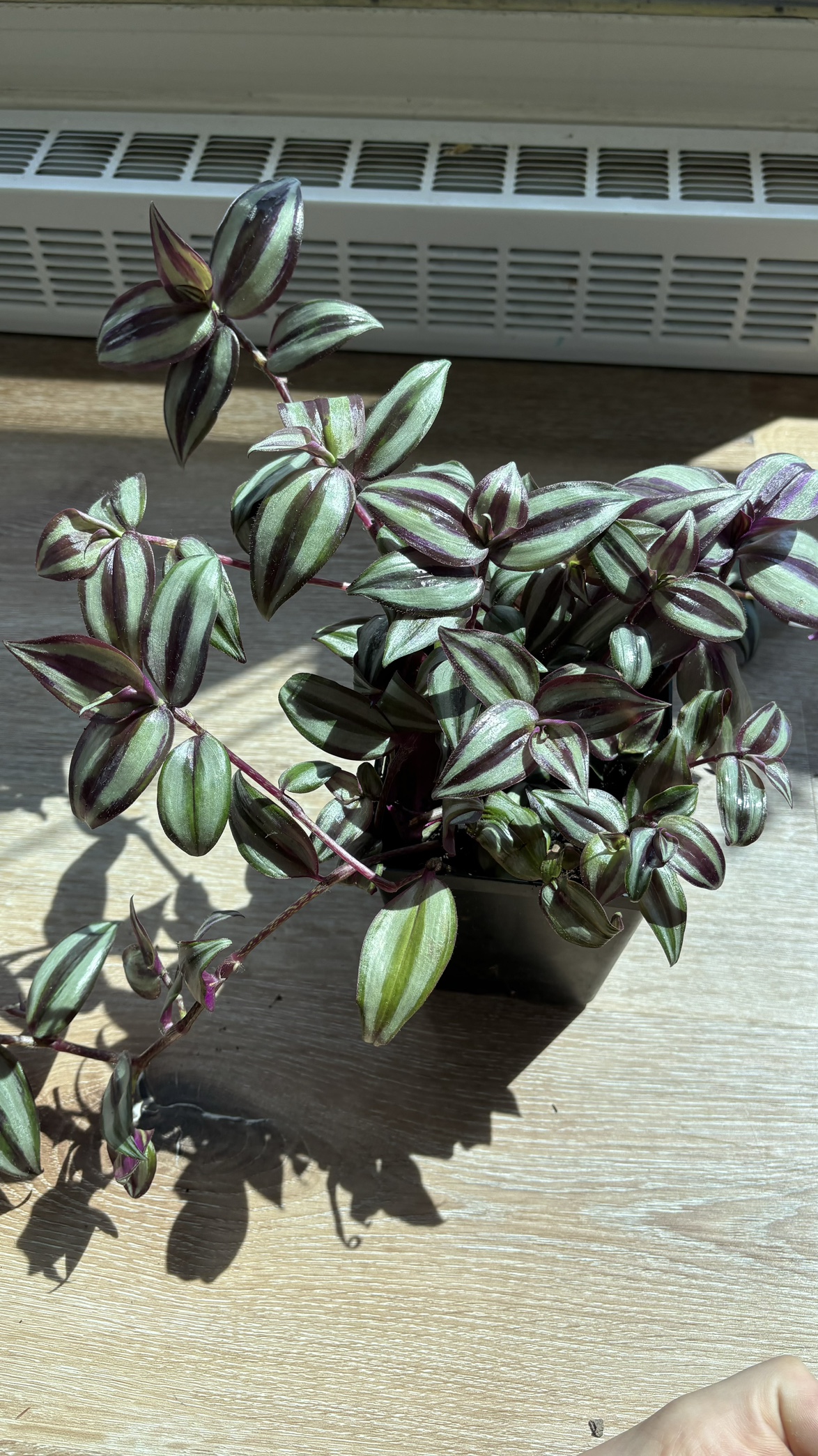 Zebrina Tradescantia Plant thumbnail