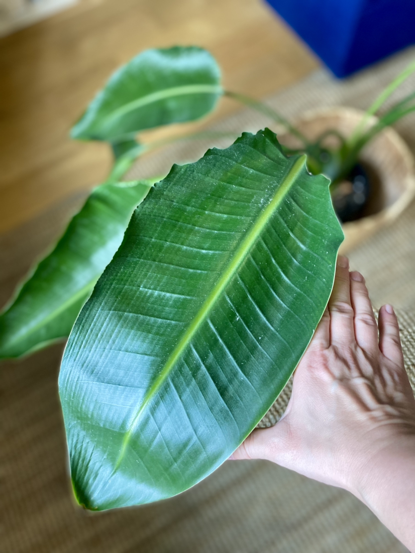 Bird of Paradise (Strelizia) Plant image indicator(5)